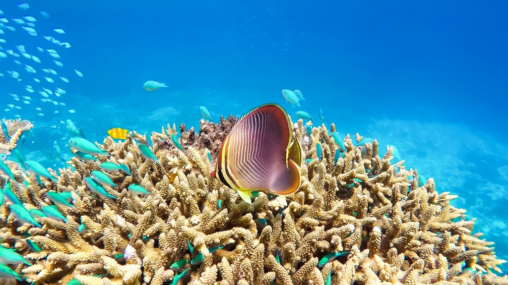 Keeper Reef, Great Barrier Reef, North Queensland Australia